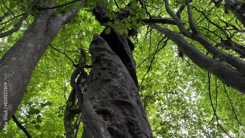 Look at the sky wide view landscape of parotia persica persian ironwood tree trunk green leave in rainforest Hurcanian Azerbaijan natural lanndmark baku tourism destination middle east saudi arabia photo
