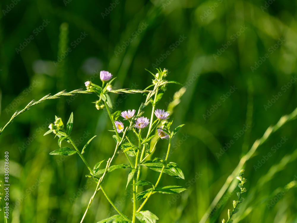 春の公園に咲いたハルジオンの花