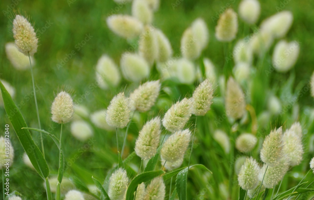 Closeup of the Hare's-Tail Grass, also known with scientific name Lagurus ovatus Closeup of the Hare's-Tail Grass, also known with scientific name Lagurus ovatus