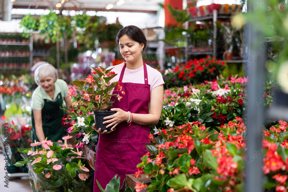 Smiling middle-aged saleswoman holding big begonia in flower pot in open-air plants market