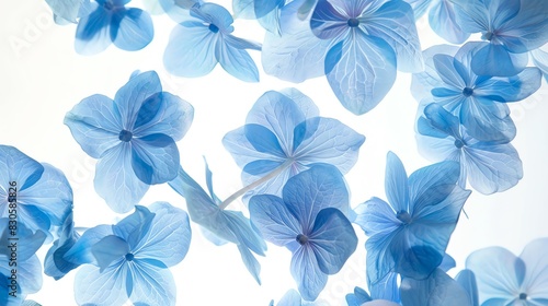 Charming blue hydrangea blossoms floating on air  white background  capturing their lush and full appearance