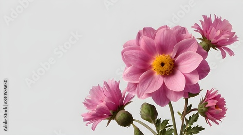 pink flowers isolated on transparent background cutout.