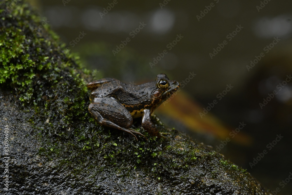 frog on the stone frog on the stone