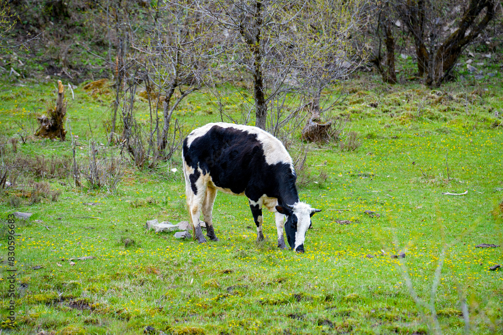 Cow grazing on a green grass land Cow grazing on a green grass land