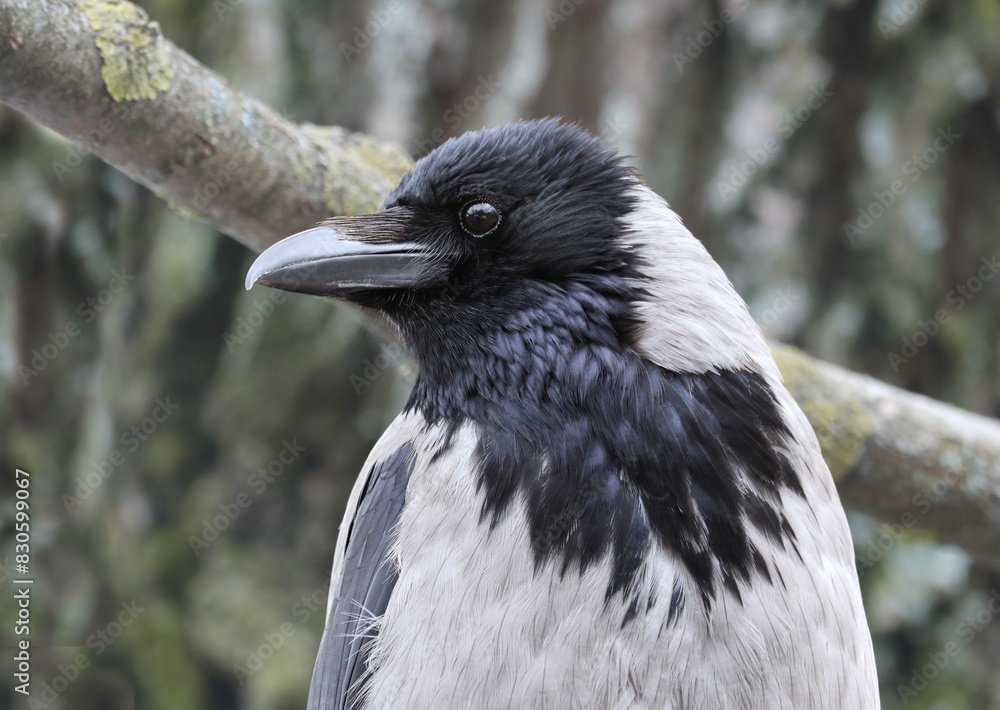 Obraz premium City hooded crow