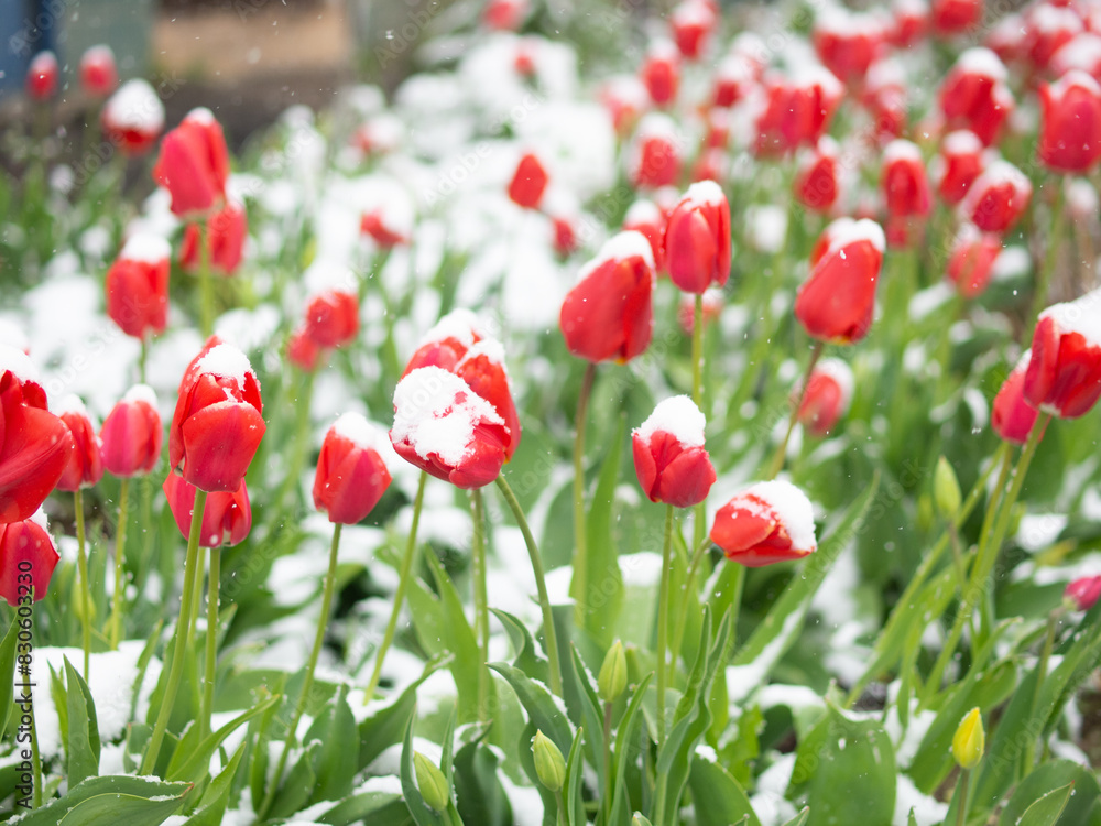 Fototapeta premium red tulips covered with snow, cold summer
