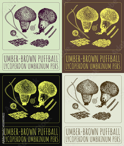 Set of drawing UMBER-BROWN PUFFBALL in various colors. Hand drawn illustration. The Latin name is LYCOPERDON UMBRINUM PERS. photo