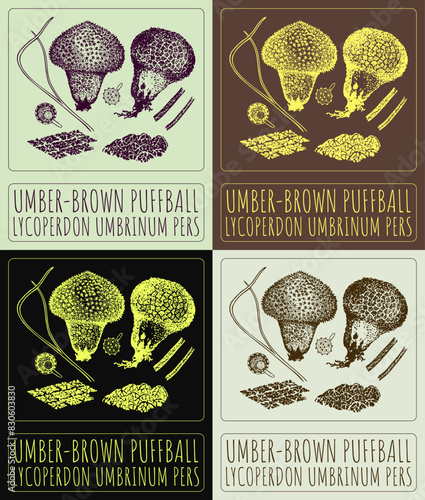 Set of vector drawing UMBER-BROWN PUFFBALL in various colors. Hand drawn illustration. The Latin name is LYCOPERDON UMBRINUM PERS.