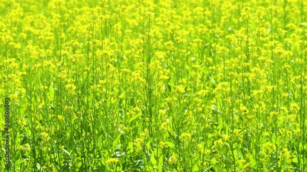 A vibrant mustard field in full bloom under bright sunlight in Bangladesh, Asia A vibrant mustard field in full bloom under bright sunlight in Bangladesh, Asia