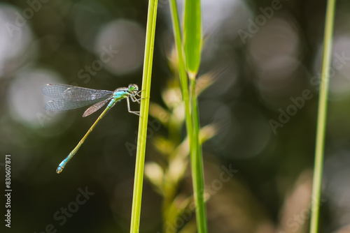 Dragonfly sitting on a plant