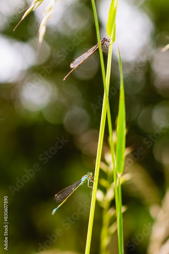 Dragonfly sitting on a plant
