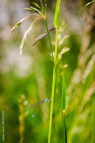 Dragonfly sitting on a plant