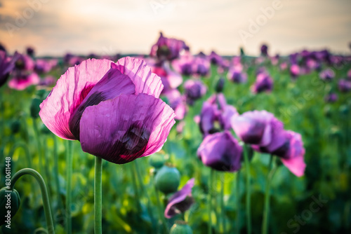 Sunset on the poppy field