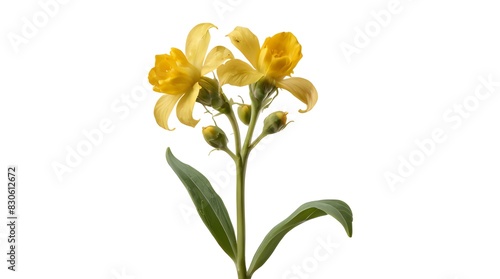 yellow flower stalk isolated on transparent background cutout.