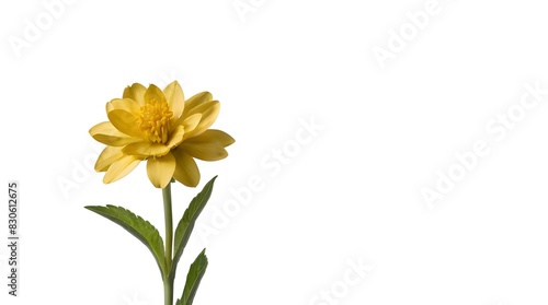 Wallpaper Mural yellow flower stalk isolated on transparent background cutout. Torontodigital.ca