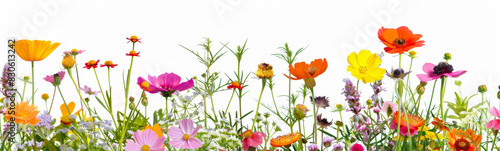 Beautiful flowers banner panorama  with  spring and summer  flowers  cut out  isolated on white background