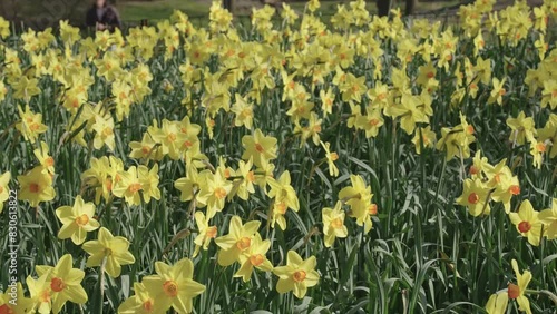 Flowering narcissus nature. Daffodil flower. Spring daffodil flower in field. Daffodil flower in spring bloom. Spring nature. Narcissus with blooming flower. Blossom spring season. Daffodil garden
