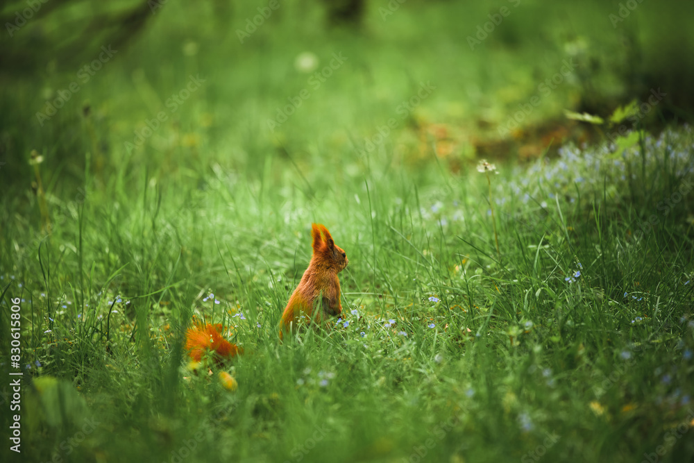 Obraz premium Mealtime for a red squirrel in the park