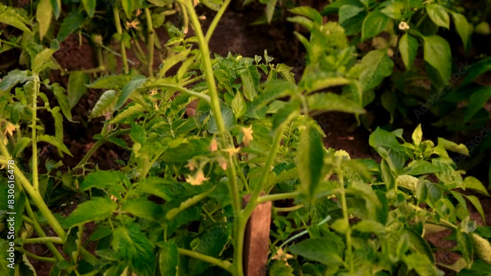 tomatoes growing in the garden. Selective focus. tomatoes growing in the garden. Selective focus.
