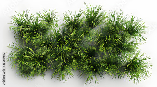 Jungle Pampas grass shapes cutout 3d render white background set of top view