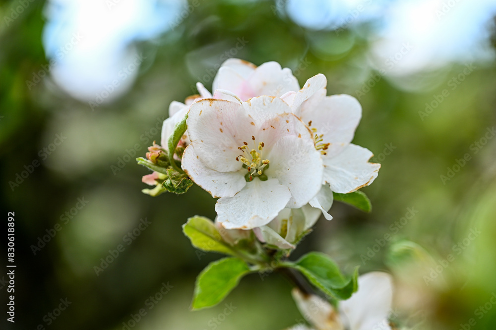 Blüten, Frühjahr, Obst, Früchte, Ernte, Bestäubung Blüten, Frühjahr, Obst, Früchte, Ernte, Bestäubung