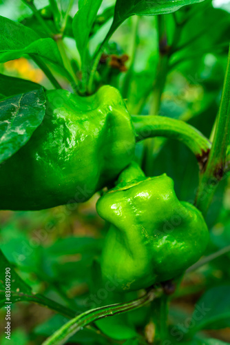 Two green peppers close-up. Cultivation of pepper