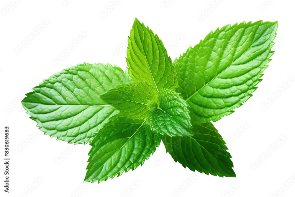 The Vibrant Dance of a Green Leaf on White or PNG Transparent Background. The Vibrant Dance of a Green Leaf on White or PNG Transparent Background.