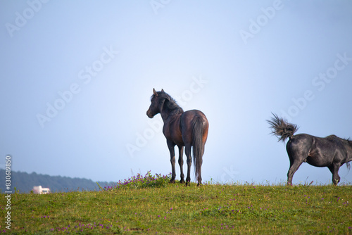 Two horses with their backs turned.  Brown wild horses  on green meadow.