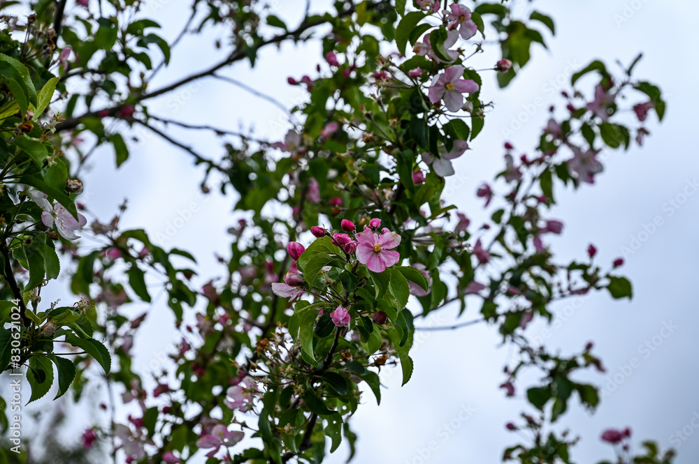 Blüten, Frühjahr, Obst, Früchte, Ernte, Bestäubung Blüten, Frühjahr, Obst, Früchte, Ernte, Bestäubung
