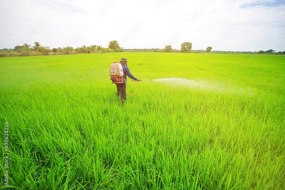 Thai farmer spraying insecticide on rice field