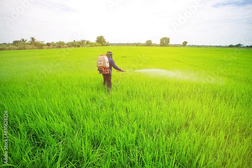 Tableau sur toile Thai farmer spraying insecticide on rice field