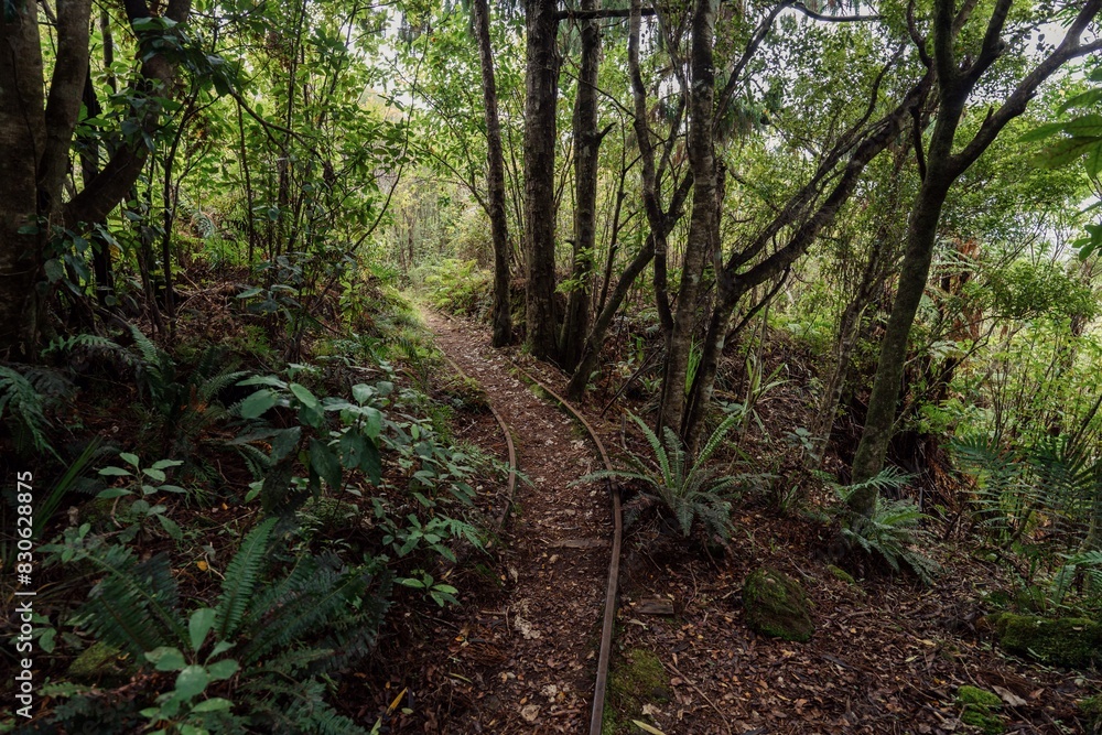 Rails running through a forest in the Abandoned historic Mitchells Gully Goldmine, Westport, West Coast, New Zealand. Rails running through a forest in the Abandoned historic Mitchells Gully Goldmine, Westport, West Coast, New Zealand.