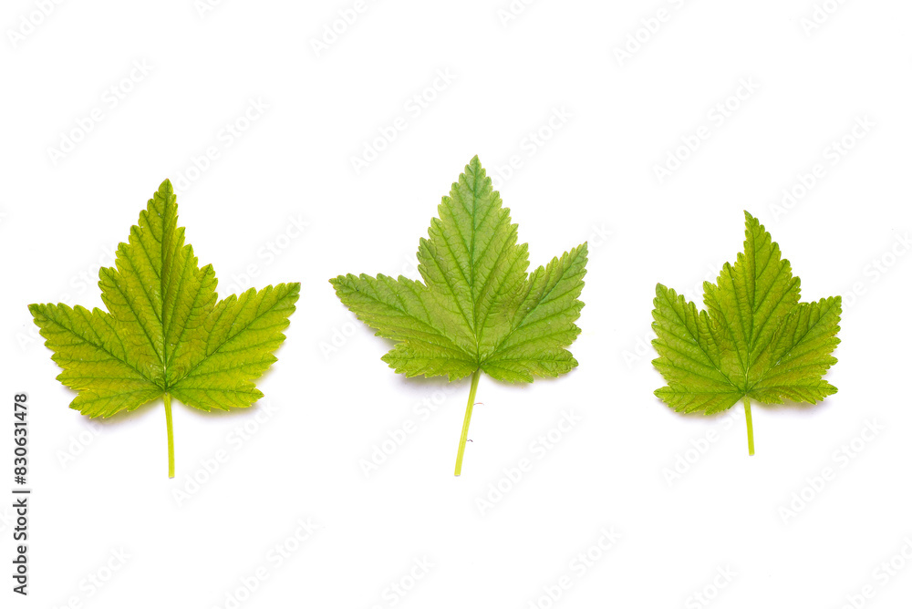 Fototapeta premium Currant green leaves isolated on the white background. Top view.