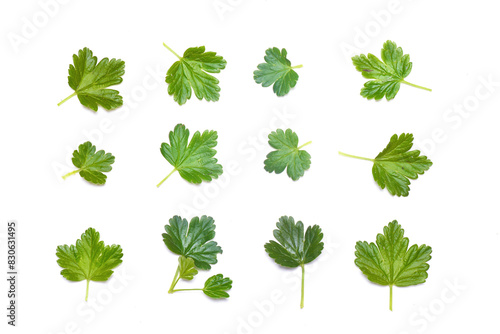Set of briar, rose hip, dog rose green leaves isolated on the white background. Top view. photo