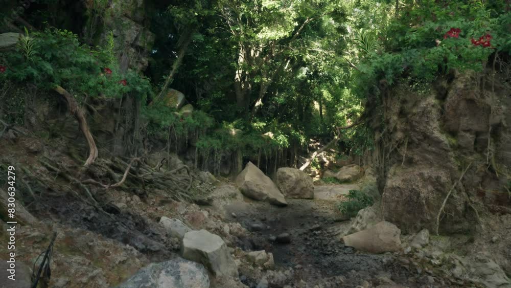 A stream running through a lush green forest A stream running through a lush green forest