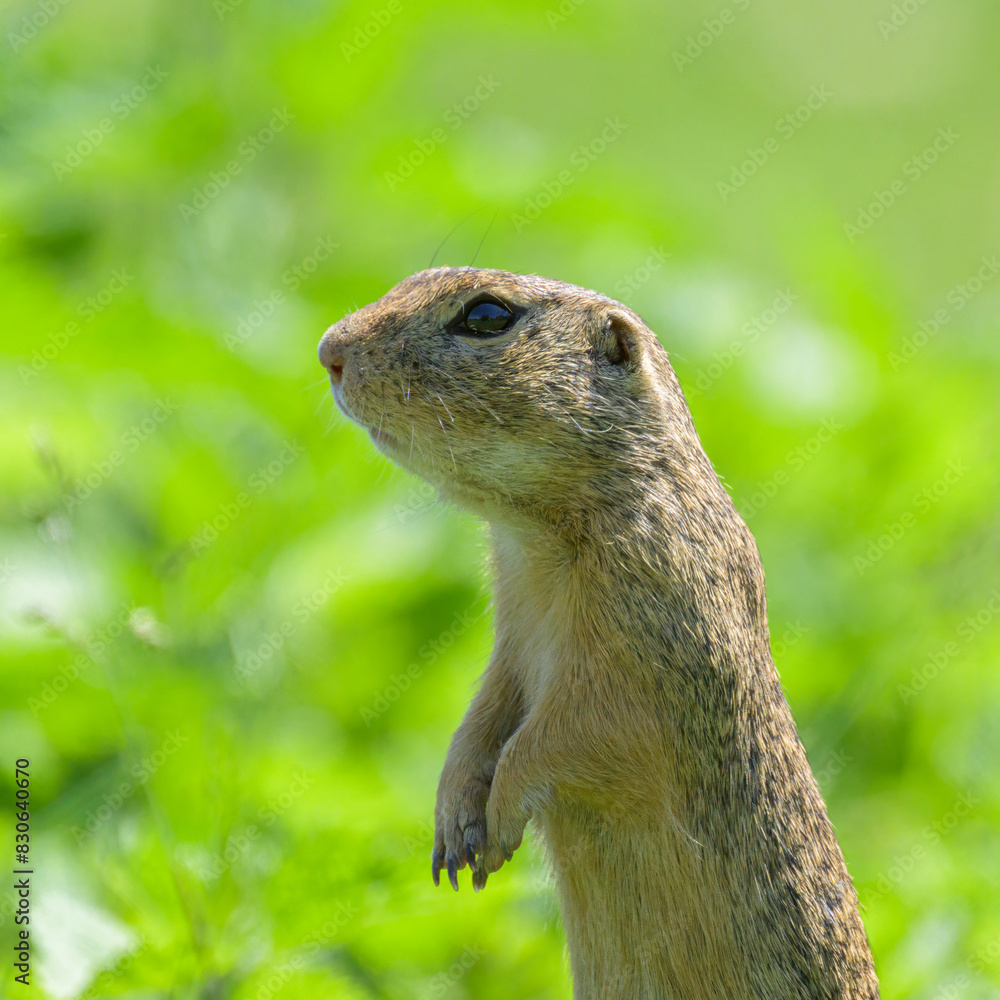 A European ground squirrel in a meadow in spring A European ground squirrel in a meadow in spring