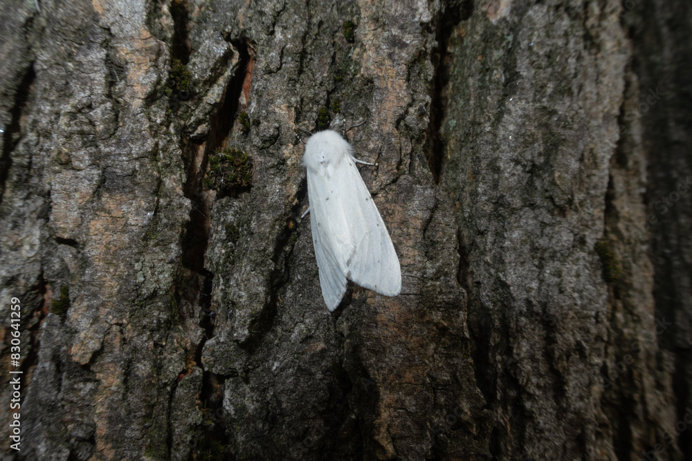 Spilosoma congrua