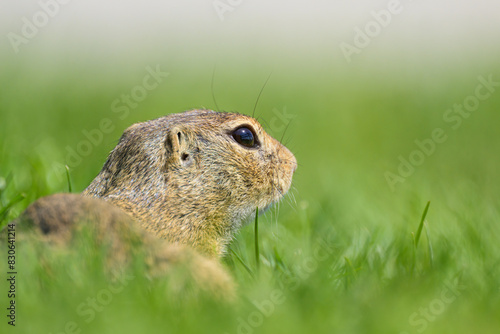 A European ground squirrel in a meadow in spring
