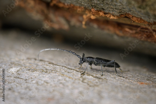A capricorn beetle sitting on a tree trunk photo