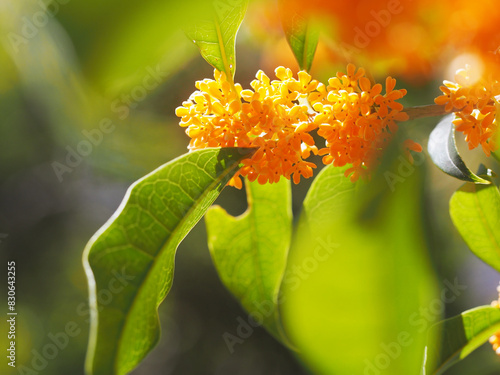 満開のオレンジ色の花をつけた金木犀