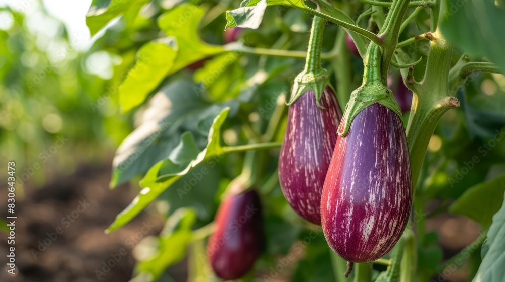 Growing eggplant harvest and producing vegetables cultivation. Concept of small eco green business organic farming gardening and healthy food Growing eggplant harvest and producing vegetables cultivation. Concept of small eco green business organic farming gardening and healthy food