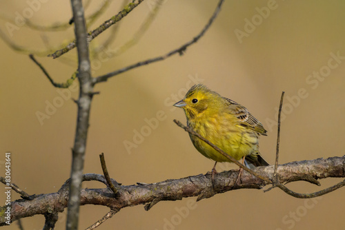 A Yellowhammer sitting on a small branch photo