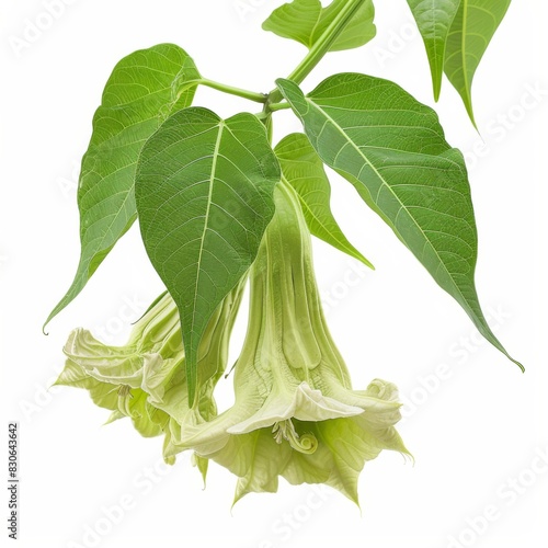Close up of vibrant green leaves of a poisonous Angels Trumpet plant photo