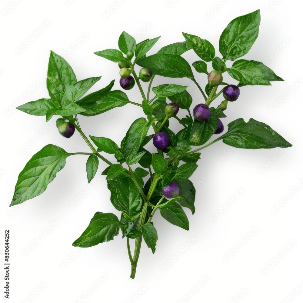 Fototapeta premium Purple flowers and green leaves of a bittersweet nightshade swaying in the wind