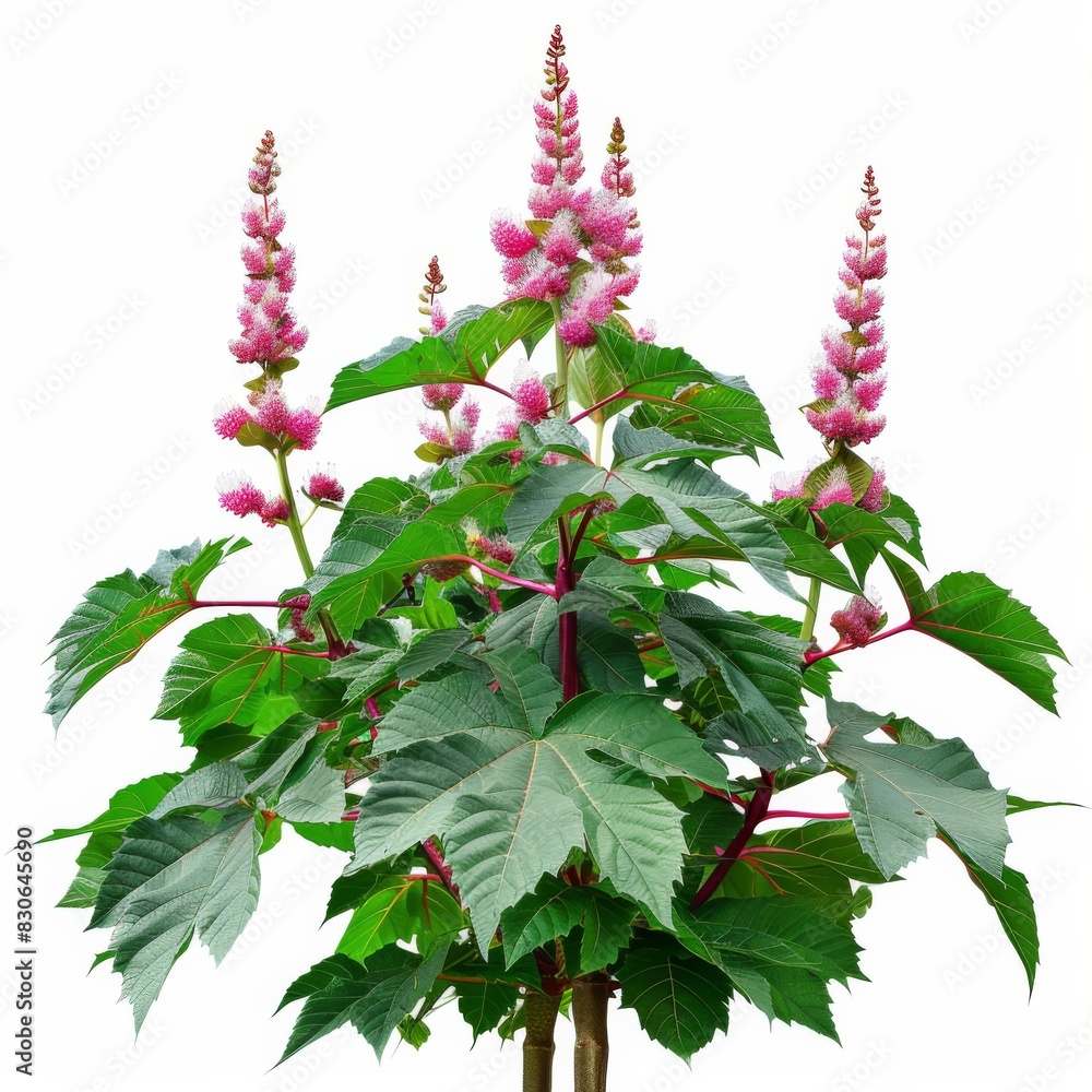 A potted plant adorned with vibrant pink flowers and lush green leaves A potted plant adorned with vibrant pink flowers and lush green leaves