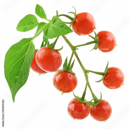 A vibrant branch of cherry tomatoes with lush green leaves