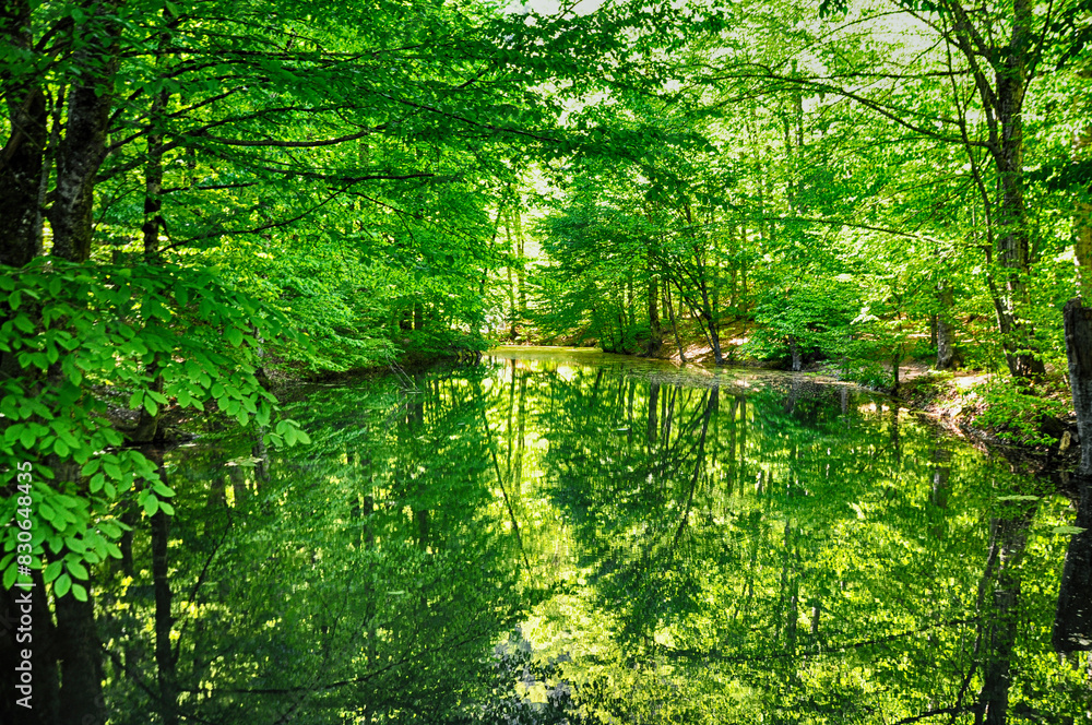 Obraz premium Beautiful lake and spring landscape in Seven Lakes, Yedigoller National Park Bolu, Turkey