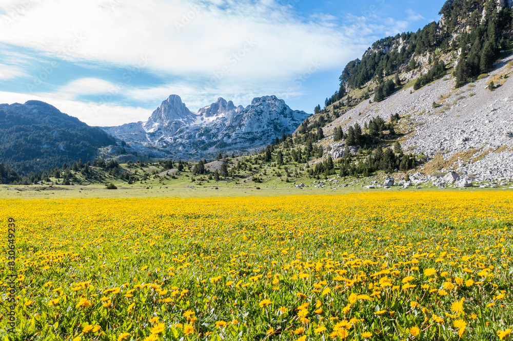 A beautiful valley covered by yellow flowers with a view of snow-covered peaks A beautiful valley covered by yellow flowers with a view of snow-covered peaks