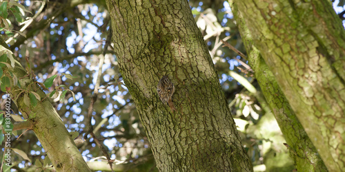 (Certhia brachydactyla) Short-toed treecreeper. Discreet climbing passerine bird searching the bark of coniferous trees in search of small insects