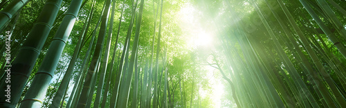 peaceful Green bamboo forest in the morning sunlight. Blurred nature background  selective focus.